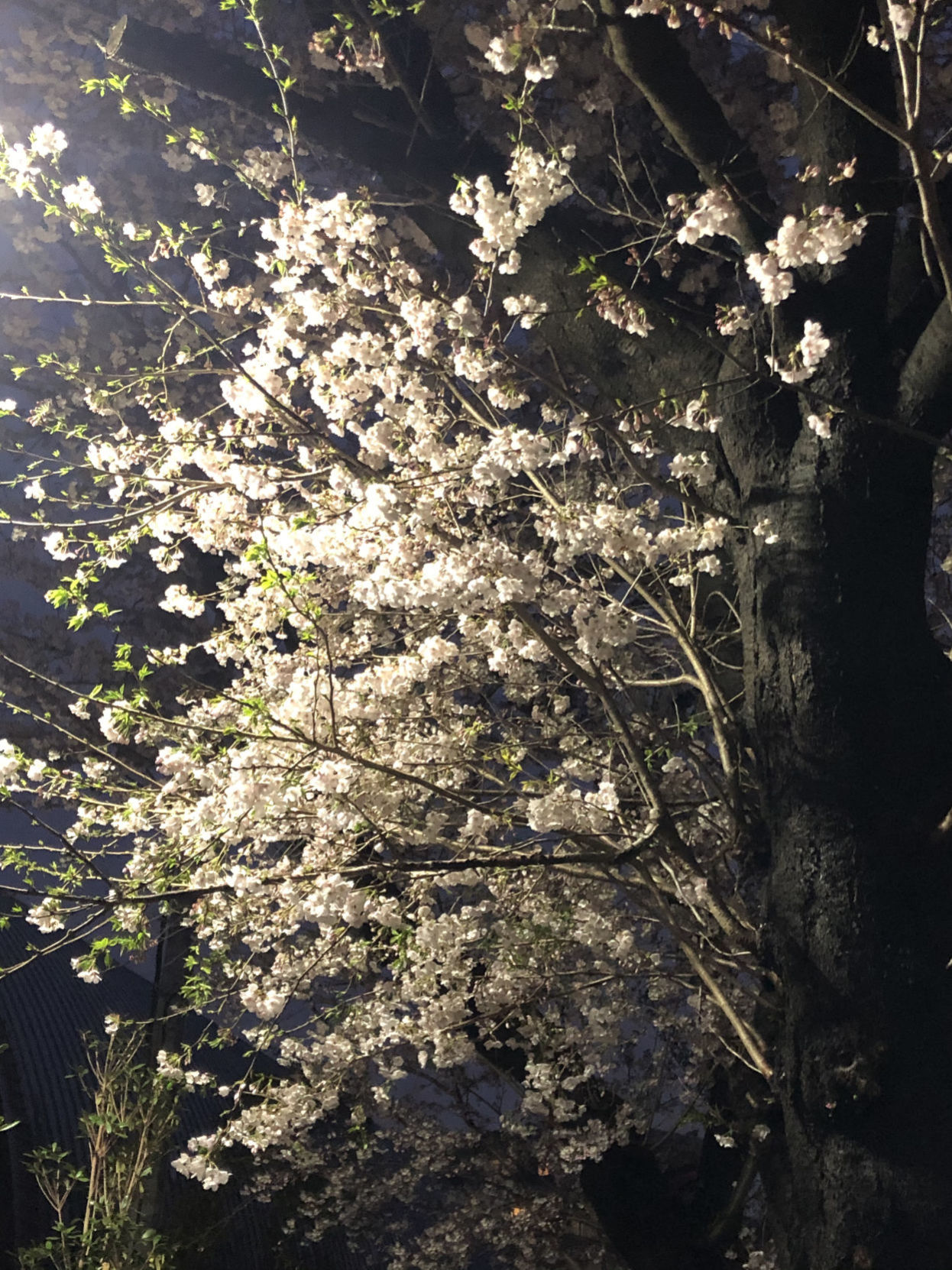 Cherry blossoms